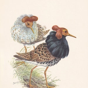 1960 RUFF Bird Print - Vintage Bird Print - Bird Illustration - Bird Wall Art - Bird Decor - 7.5 x 10.6 Inches