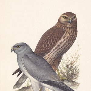 1960 HEN HARRIER Bird Print - Vintage Bird Print - Bird Illustration - Bird Wall Art - Bird Decor - 7.5 x 10.6 Inches