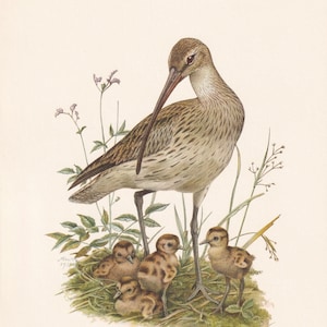 1960  CURLEW Bird Print - Vintage Bird Print - Bird Illustration - Bird Wall Art - Bird Decor - 7.5 x 10.6 Inches