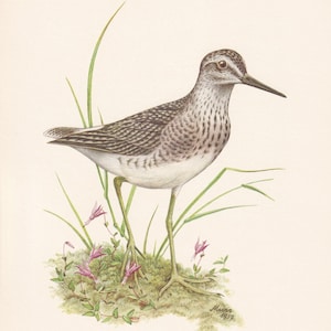 1960 WOOD SANDPIPER Bird Print - Vintage Bird Print - Bird Illustration - Bird Wall Art - Bird Decor - 7.5 x 10.6 Inches