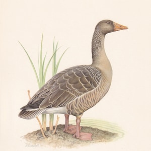 1960 GREYLAG GOOSE Bird Print - Vintage Bird Print - Bird Illustration - Bird Wall Art - Bird Decor - 7.5 x 10.6 Inches