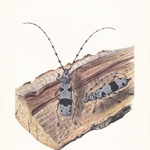 1960 ROSALIA LONGICORN BEETLE Print - Vintage Insect Print - Bugs Illustration - Insect Wall Art - Vintage Entomology Print - 63 Years Old