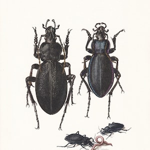 1960 GROUND BEETLE Print - Vintage Insect Print - Bugs Illustration - Insect Wall Art - Vintage Entomology Print - 7.5 x 10.6 Inches