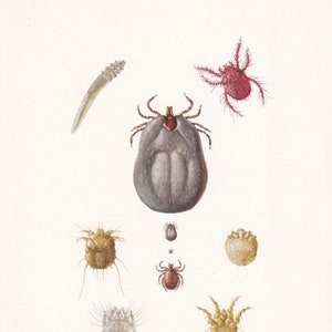1960 ITCH MITE & Other Mites Print - Vintage Insect Print - Insect Wall Art - Vintage Entomology Print - 7.5 x 10.6 Inches