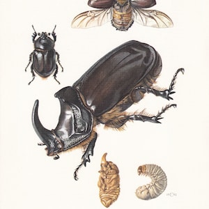 1960 RHINOCEROS BEETLE Print - Vintage Insect Print - Bug Illustration - Insect Wall Art - Vintage Entomology Print - 7.5 x 10.6 Inches