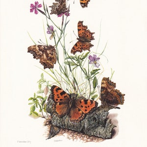 Impresión de mariposa coma de 1960 - Impresión vintage de insectos - Arte mural de mariposas - Impresión vintage de entomología - 7,5 x 10,6 pulgadas