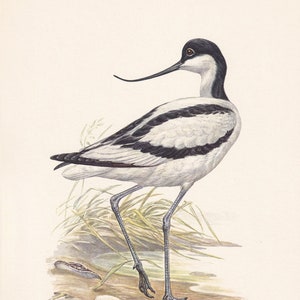 1960 PIED AVOCET Bird Print - Vintage Bird Print - Bird Illustration - Bird Wall Art - Bird Decor - 7.5 x 10.6 Inches