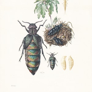 1960 VARIEGATED OIL BEETLE Print - Vintage Insect Print - Bugs Illustration - Insect Wall Art - Vintage Entomology Print - 63 Years Old