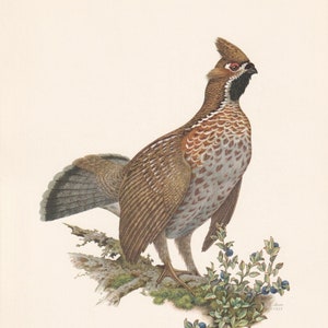 1960 HAZEL GROUSE Bird Print - Vintage Bird Print - Bird Illustration - Bird Wall Art - Bird Decor - 7.5 x 10.6 Inches