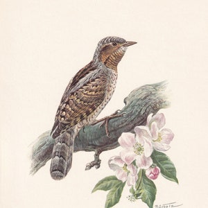 1960  WRYNECK Bird Print - Vintage Bird Print - Bird Illustration - Bird Wall Art - Bird Decor - 7.5 x 10.6 Inches
