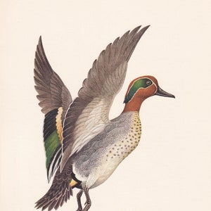 1960  TEAL DUCK Bird Print - Vintage Bird Print - Bird Illustration - Bird Wall Art - Bird Decor - 7.5 x 10.6 Inches