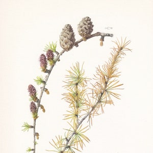 1960 EUROPEAN LARCH Print - Botanical Print - Tree Illustration - Tree Wall Art - Vintage Tree Print  - 7.5 x 10.6 Inches