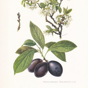 1960 COMMON PLUM TREE Wydruk - Wydruk botaniczny - Ilustracja botaniczna - Sztuka ścienna z drzewem - Wydruk z zabytkowym drzewem - 7,5 x 10,6 cala