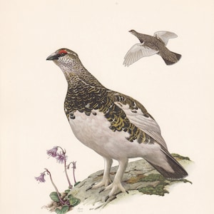 1960 ROCK PTARMIGAN Bird Print - Vintage Bird Print - Bird Illustration - Bird Wall Art - Bird Decor - 7.5 x 10.6 Inches