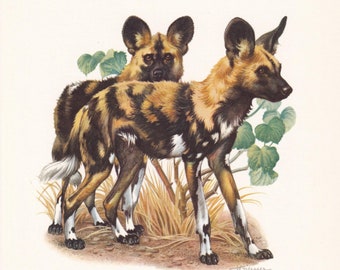1960 AFRICAN WILD DOG Print - Vintage Animal Print - Animal Illustration - Animal Wall Art - Vintage Mammal Print - 7.5 x 10.6 Inches