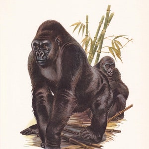 1960 WESTERN GORILLA Print - Vintage Animal Print - Animal Illustration - Animal Wall Art - Apes & Monkeys Print - 7.5 x 10.6 Inches