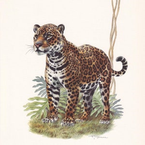 1960 JAGUAR Print - Vintage Animal Print - Animal Illustration - Animal Wall Art - Vintage Big Cat Print - 7.5 x 10.6 Inches