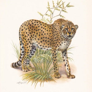 1960 CHEETAH Print - Vintage Animal Print - Animal Illustration - Animal Wall Art - Vintage Big Cat Print - 7.5 x 10.6 Inches