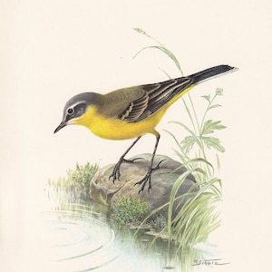 1960 WESTERN YELLOW WAGTAIL Bird Print - Vintage Bird Print - Bird Illustration - Bird Wall Art - Bird Decor - 7.5 x 10.6 Inches