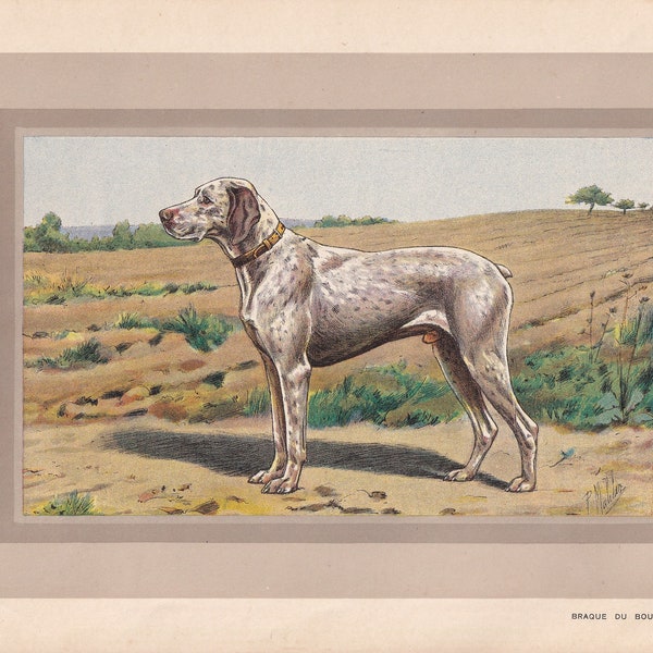 Rare! 1931 BRAQUE DU BOURBONNAIS Print - Original Antique Hunting Dog Print - Animal Wall Art - Dog Wall Art - 92 Yrs Old - 11 x 7.75 Inches