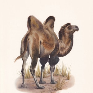 1960 BACTRIAN CAMEL Print - Vintage Animal Print - Animal Illustration - Animal Wall Art - Vintage Mammal Print - 7.5 x 10.6 Inches