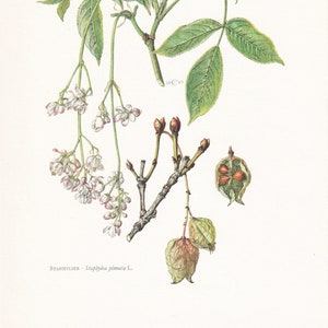 Könnte beinhalten: Eine botanische Illustration einer Staphylea pinnata Pflanze, auch bekannt als Blasenstrauch. Die Illustration zeigt die Blätter, Blüten und Samenkapseln der Pflanze. Die Blätter sind grün und haben einen gezackten Rand. Die Blüten sind klein und weiß, und die Samenkapseln sind braun und aufgeblasen.