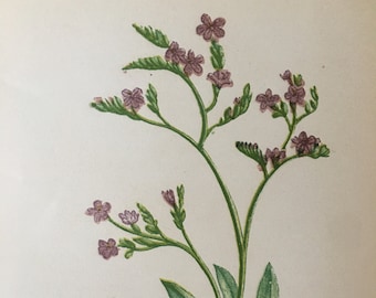 1852  Upright Spiked Sea Lavender Print - Anne Pratt - Botany Wall Art - Hand-Coloured Wall Art - 171 Years Old - 5.65 x 4.25 Inches