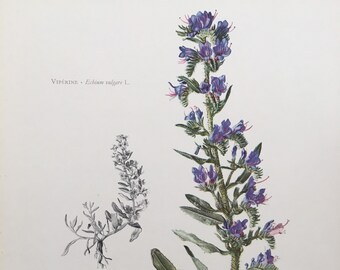 1960 VIPER'S BUGLOSS (BLUEWEED) Print - Botanical Print - Flower Painting - Flower Wall Art - Vintage Plant Print  - 7.5 x 10.6 Inches