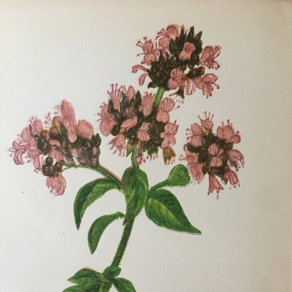 1852  Common Marjoram Print - Anne Pratt - Botany Wall Art - Flowers Wall Art - Hand-Coloured - 171 Years Old - 5.65 x 4.25 Inches