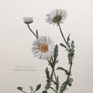 Impressão OXEYE DAISY de 1960 - Impressão botânica - Pintura de flores - Arte de parede de flores - Impressão de planta vintage - 7,5 x 10,6 polegadas