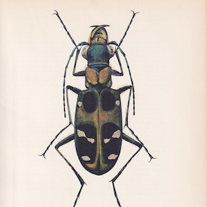 1964 JAPANESE TIGER BEETLE Print - Vintage Beetle Art - Insect Print - Entomology Gift - Bug Print -  59 Years Old - 7.9 x 10.25 Inches