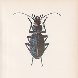 1964 BLUE GROUND BEETLE Print - Vintage Beetle Art - Insect Print - Entomology Gift - Bug Print -  59 Years Old - 7.9 x 10.25 Inches