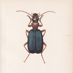 1964 BOMBARDIER BEETLE Print - Vintage Beetle Art - Insect Print - Entomology Gift - Bug Print -  59 Years Old - 7.9 x 10.25 Inches