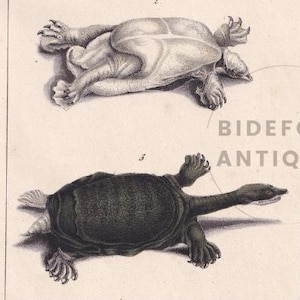TORTUGA DE CAPARAZÓN BLANDO ESPINOSA DE 1834 - Impresión antigua coloreada a mano - Lacepede - Arte mural de tortuga - Regalo de naturaleza animal - 5,8 x 8,9 pulgadas