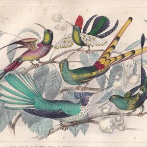 1929年 PRATINCOLE BIRD プリント 木版画 - 鳥の壁アート - 鳥の木版画