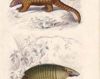 1872 Anteater, Platypus, Pangolin, Armadillo, Three-toed Sloth