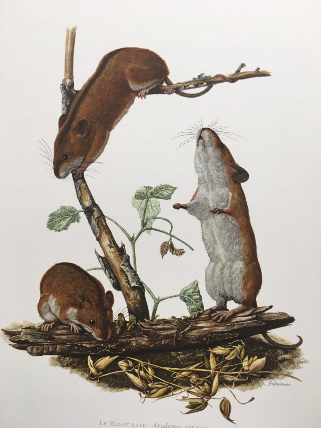 1960 STRIPED FIELD MOUSE Print Vintage Zoology Print Wildlife ...