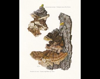 Op de afbeelding: Een botanische illustratie met twee groepen zwammen die op boomschors groeien. De bovenste groep is donkerbruin en grijs, de onderste groep is bruin en beige. Tekst: Amadouvier ancien - Fomes annosus (Fr.) Karst. en Tramète de trog - Trametes trogii Berk. et Trog.