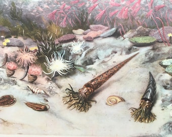 1960 SILURIAN SEA Druck - Urzeittiere Druck - Paläokunst - Paläontologie Druck - Dinosaurier Druck - 63 Jahre alt - 34 x 24 cm