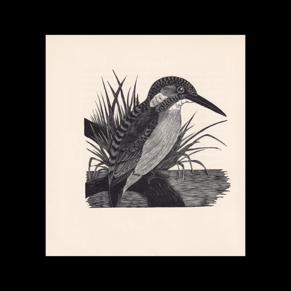 1929年 カワセミの木版画 - 鳥の壁掛けアート - 鳥の木版画 