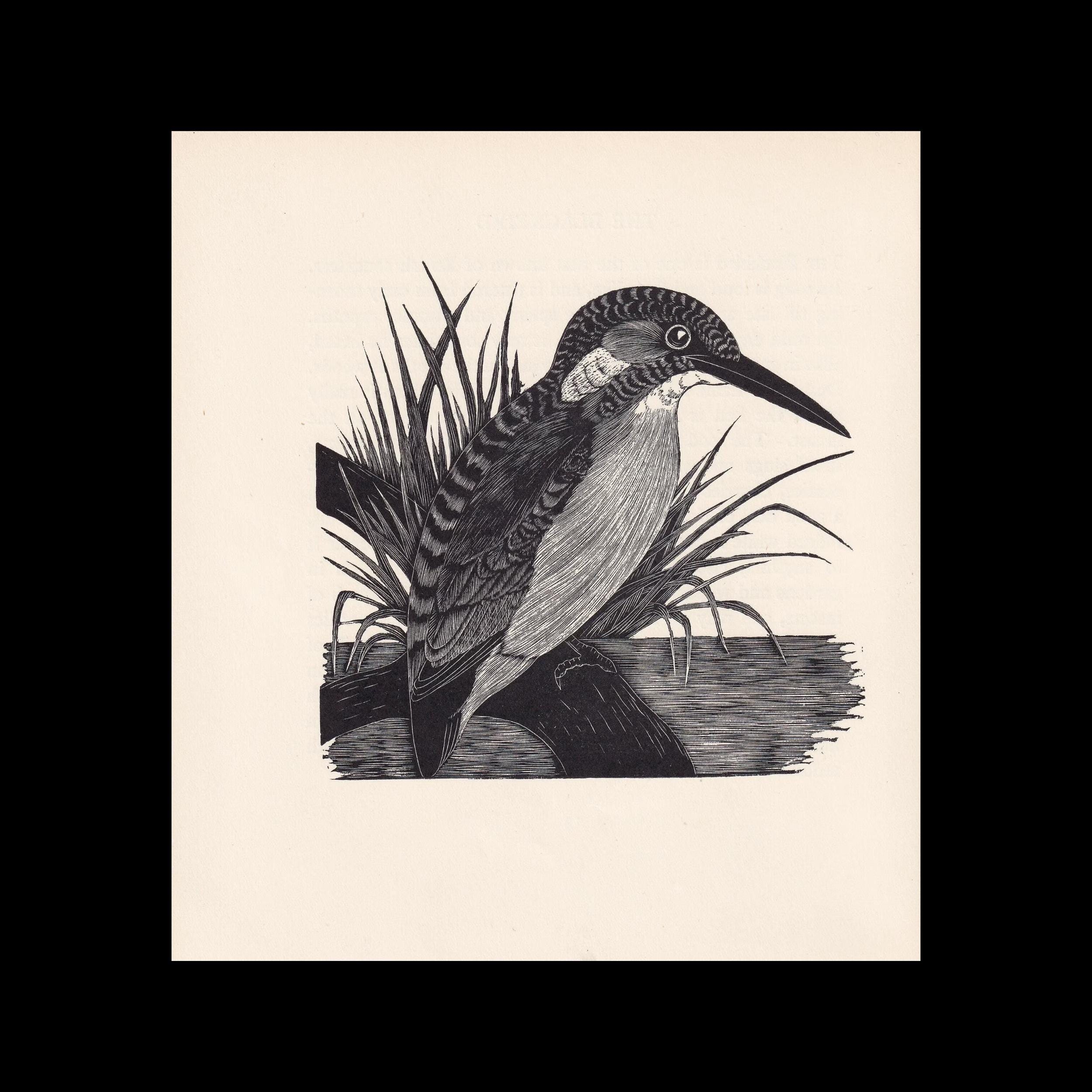 1929年 カワセミの木版画 - 鳥の壁掛けアート - 鳥の木版画