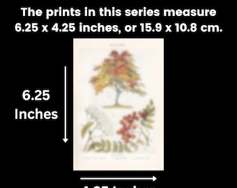 Small 1910 HAWTHORN TREE Print - Antique Tree Print - Tree Wall