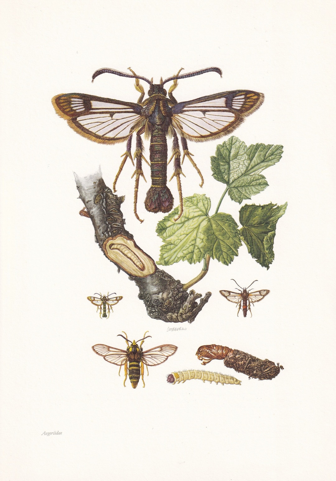 1960 CLEARWING MOTH Print - Vintage Insect Print - Bugs Illustration ...