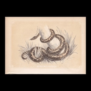 Small 1851 BOA CONSTRICTOR Snake Print - Original Antique Animal Print - Reptile Wall Art -  6.65 x 4.75 Inches