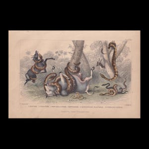 Pode incluir: Uma gravura zoológica de estilo antigo apresentando várias cobras, incluindo uma anaconda, uma píton e uma cobra, interagindo com animais em uma paisagem natural. O texto na parte inferior lista: 1 ANACONDA, 2 PEDDA PODA, 3 PORT NATAL PYTHON, 4 RATTLESNAKE, 5 RATTLESNAKE Black Variety, 6 COBRA DE CAPELLO.