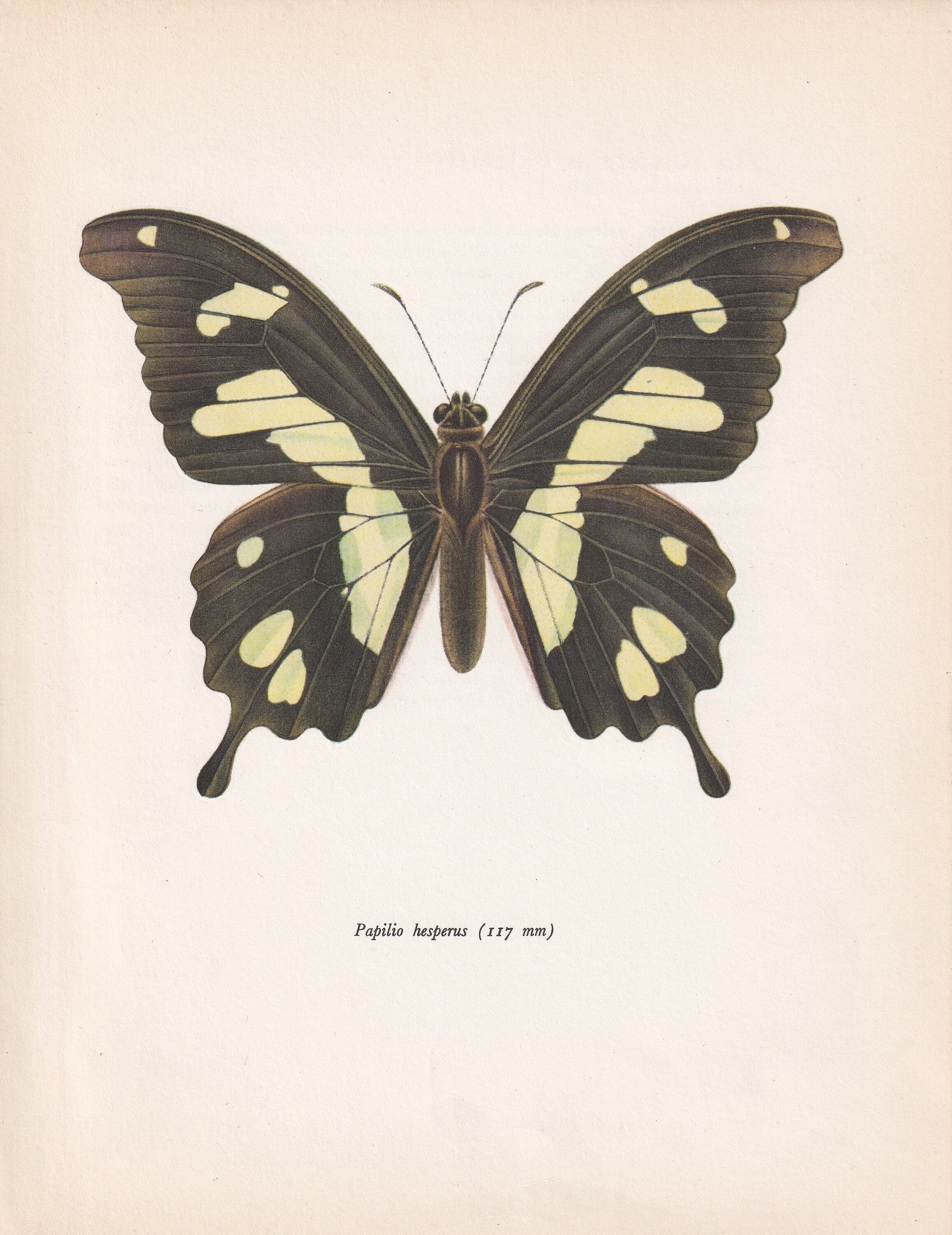 版画 SWALLOWTAIL BUTTERFLY 1963 HESPERUS SWALLOWTAIL BUTTERFLY Print - Vintage