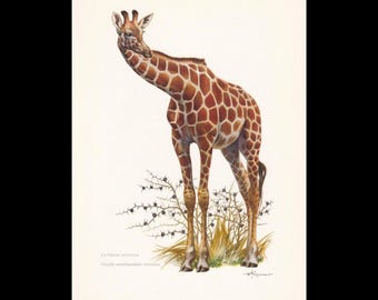 1922 Vintage Mammals Animal Poster. Small French Antique Animal