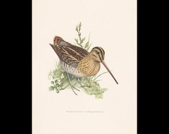 1960 SNIPE Vogel Druck - Vintage Vogel Druck - Vogel Illustration - Vogel Wandkunst - Vogel Dekor - 19,5 x 28 cm