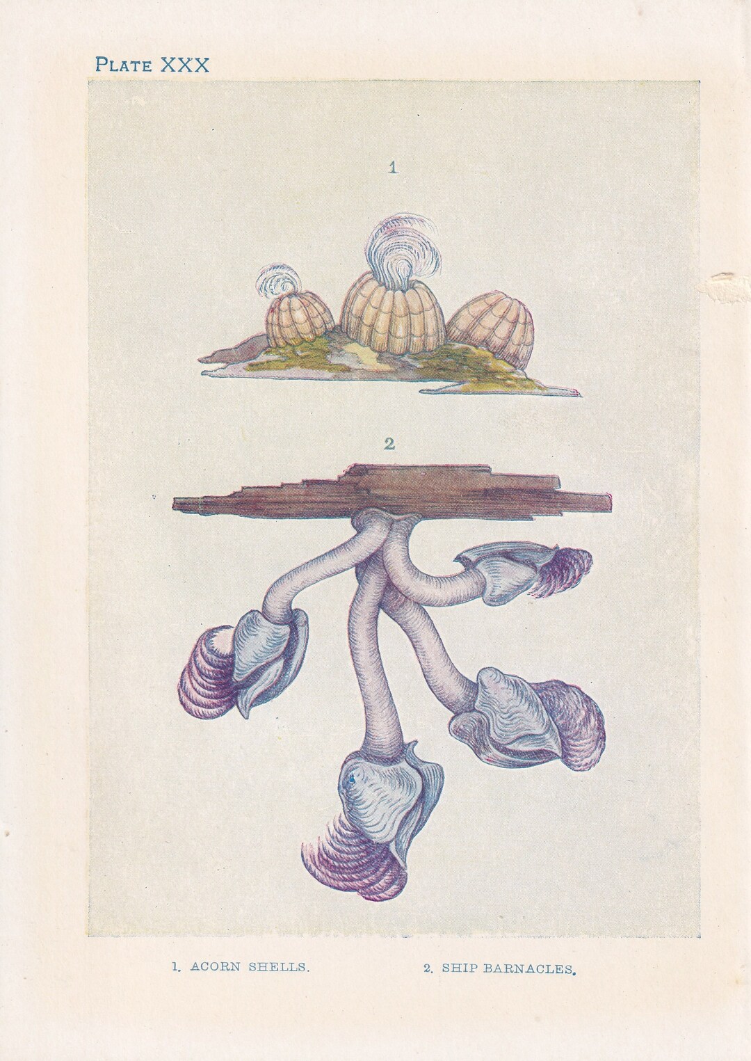 American Museum of Natural History Releases Vintage Drawings