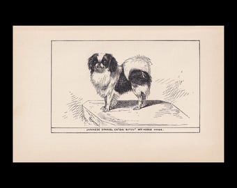 1900 JAPANESE SPANIEL DOG Print - Original Antique Dog Print - Dog Wall Art - Dog Lover - Dog Gift - 8.6 x 5.6 Inches